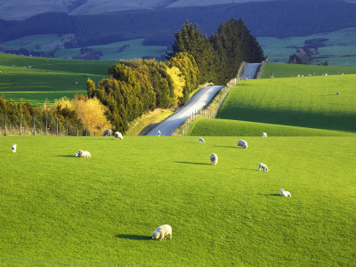 Otago Nz